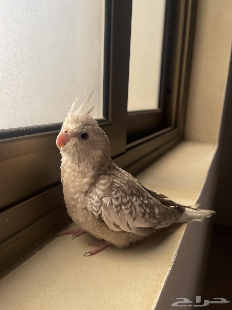 A female crow, tame. Sold.63219034374402112