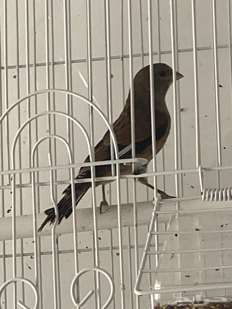 Good Yemeni pigeon, large Canary, sold.63217548494465113