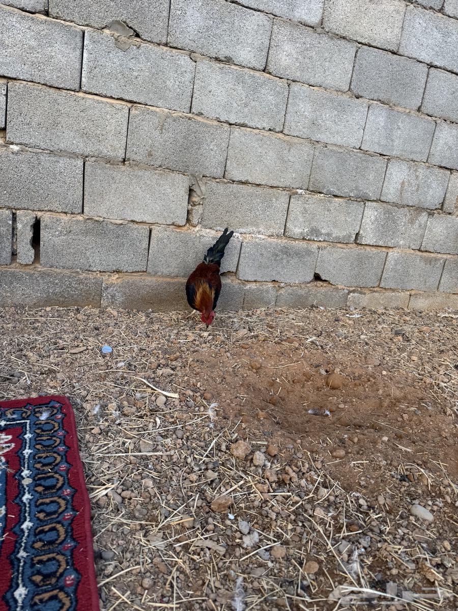 الديوك للبيع الصحه ممتازه63218038001795113