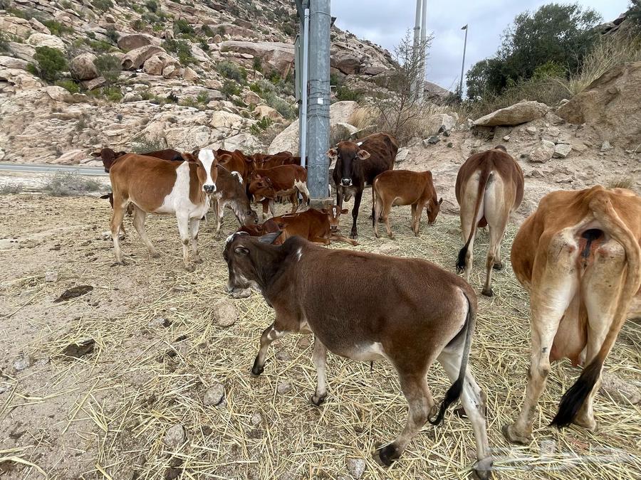 بقر حسلان عجول بلدي رمضان63217564205698112