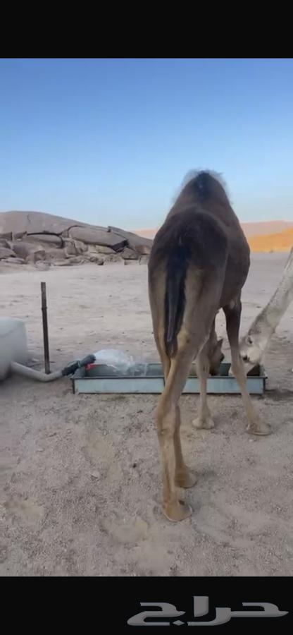 بكره ثنيه للبيع63218037597955112
