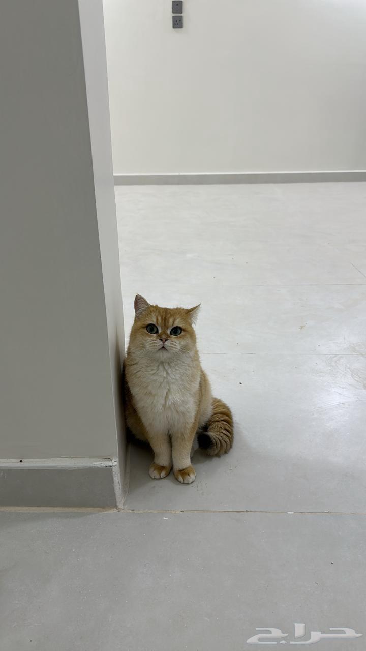 Male British cat63218549252866113