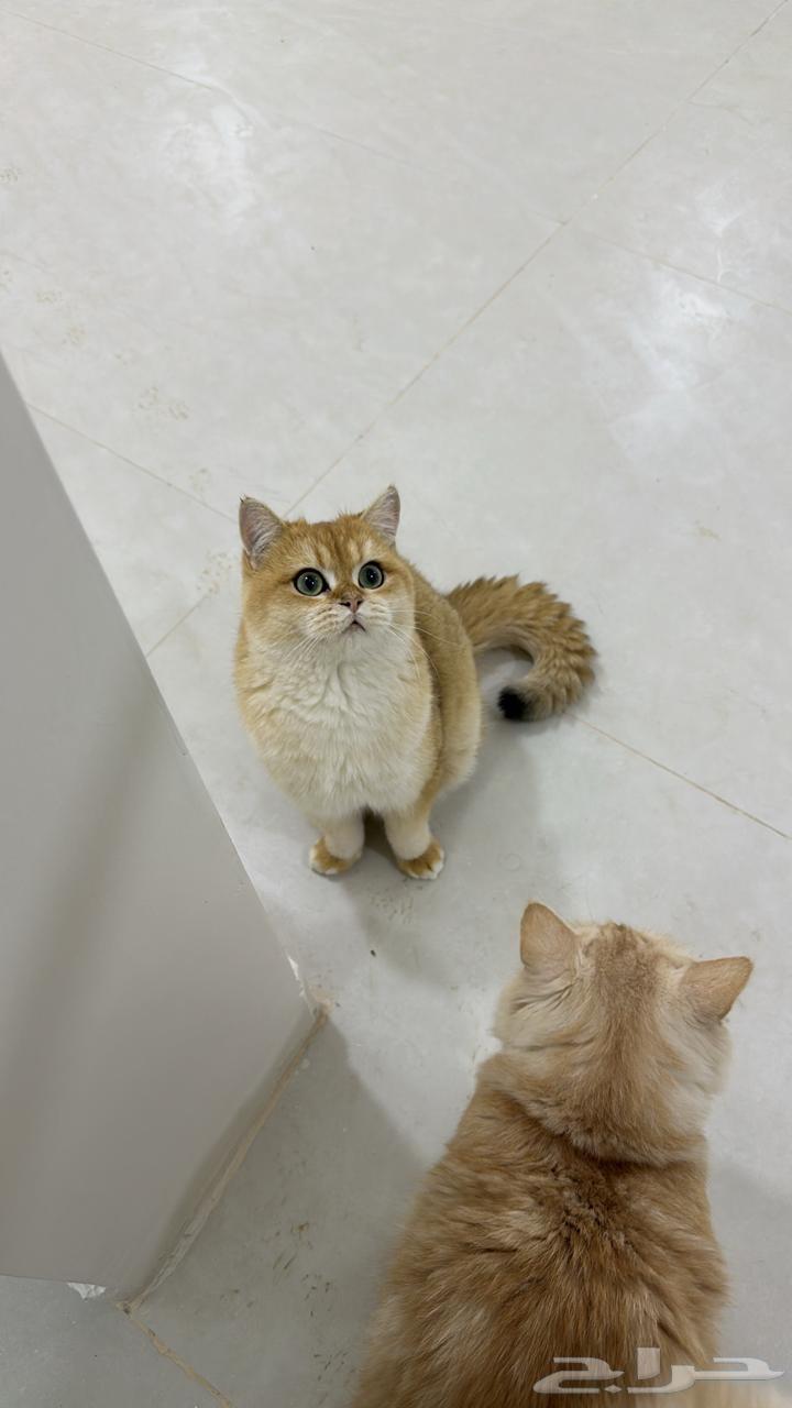 Male British cat63218549252866111