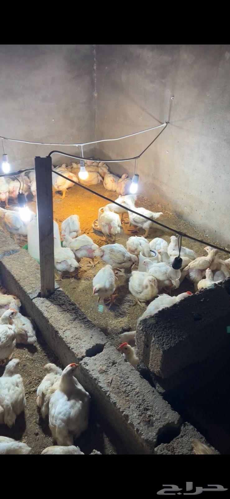Broiler chicken63217567236865112