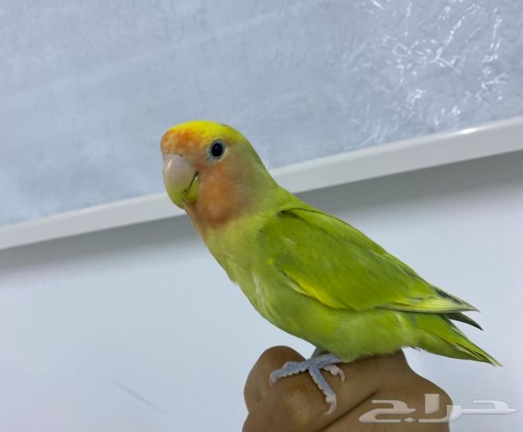 Bird of the day63219049182723111