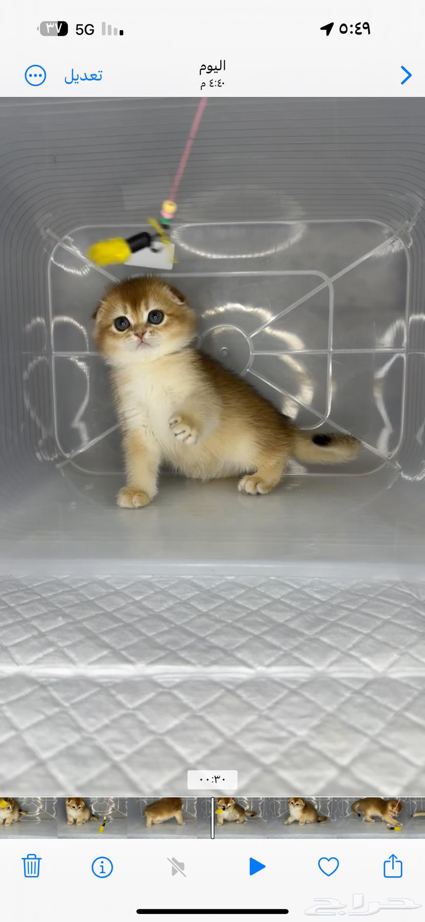 Cats, cat, kittens, kittens, Scottish Fold, Persian kittens, purebred kittens63216558684802113