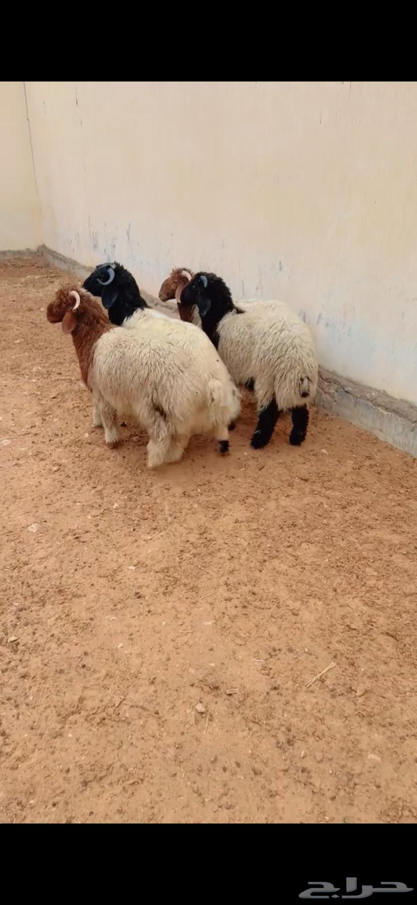 طليان نعيم الريآض حي الشفآء آي مكان نوصل فيه ذبح باقي اربعه63218019883523111