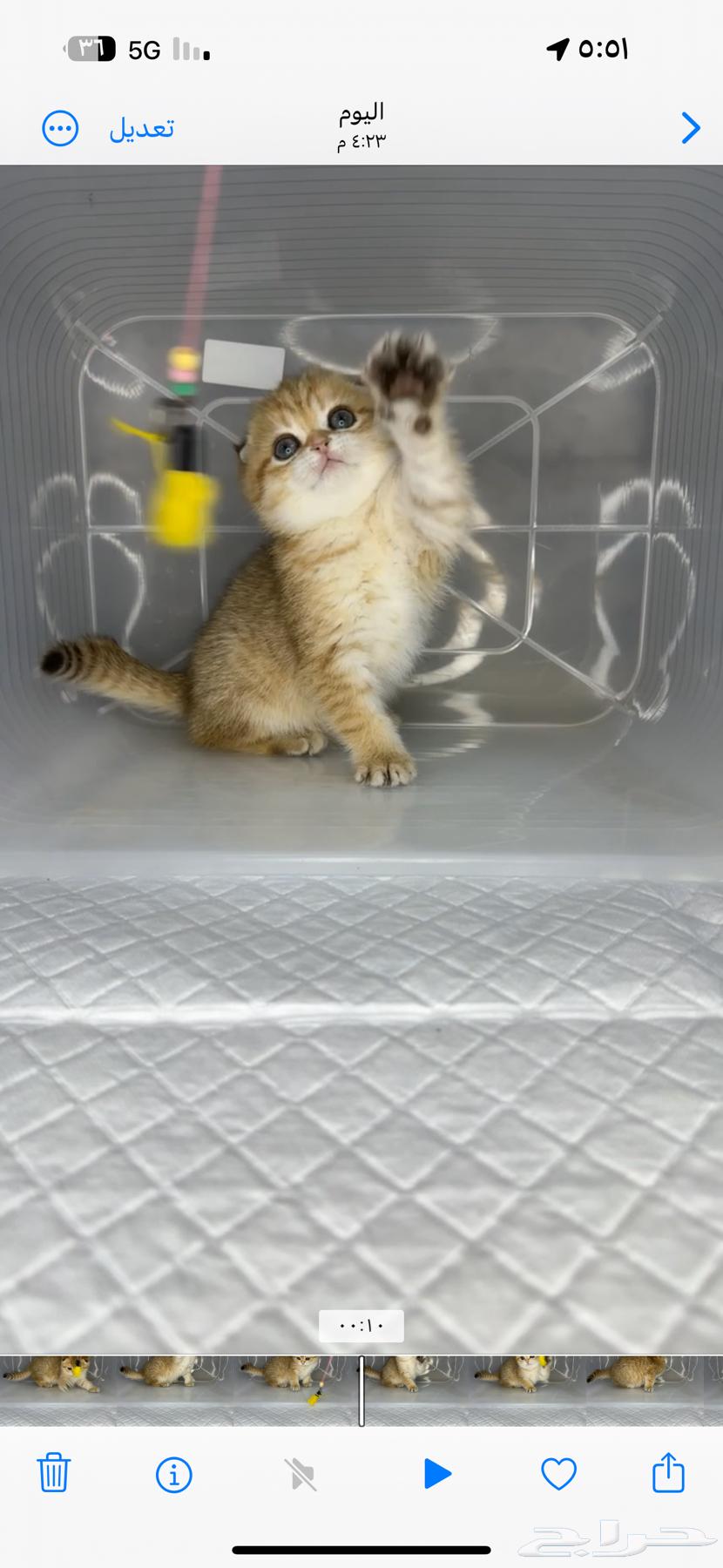 Cats, cat, kittens, kittens, Scottish Fold, Persian kittens, purebred kittens63216558684802111