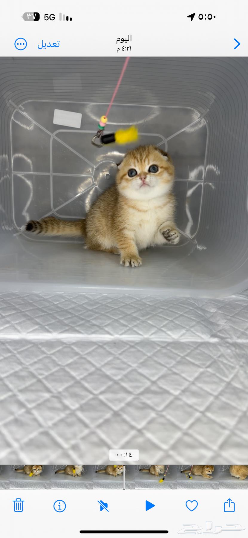 Scottish Fold pure Ragdoll patch face Scottish street kitten British63217564383233114