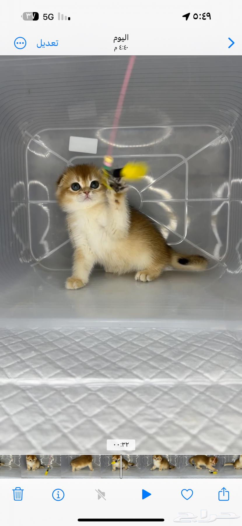 Scottish Fold pure Ragdoll patch face Scottish street kitten British63217564383233111