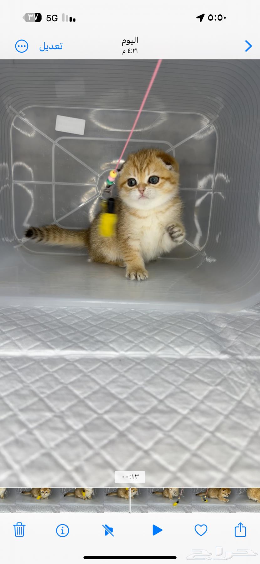 Scottish Fold pure Ragdoll patch face Scottish street kitten British63217564383233113