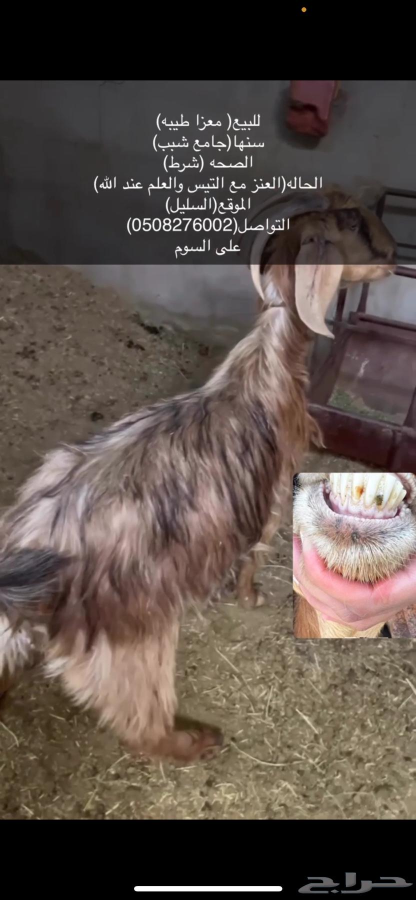 معزا63219041435650111