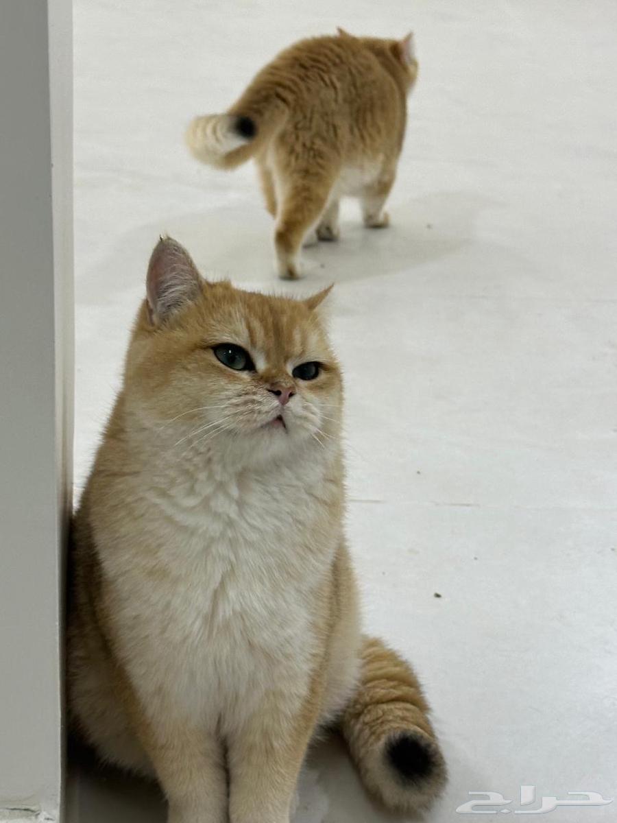 Male British cat63218549252866114
