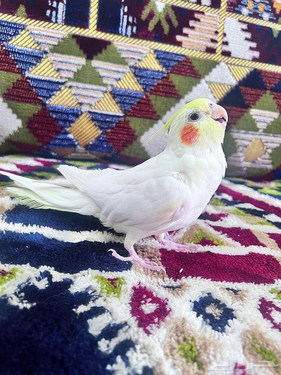 The Keran bird threatened63525847837571111