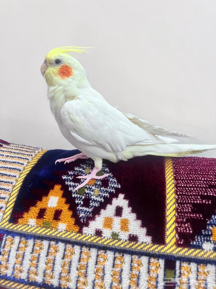 The Keran bird threatened635258478375711121