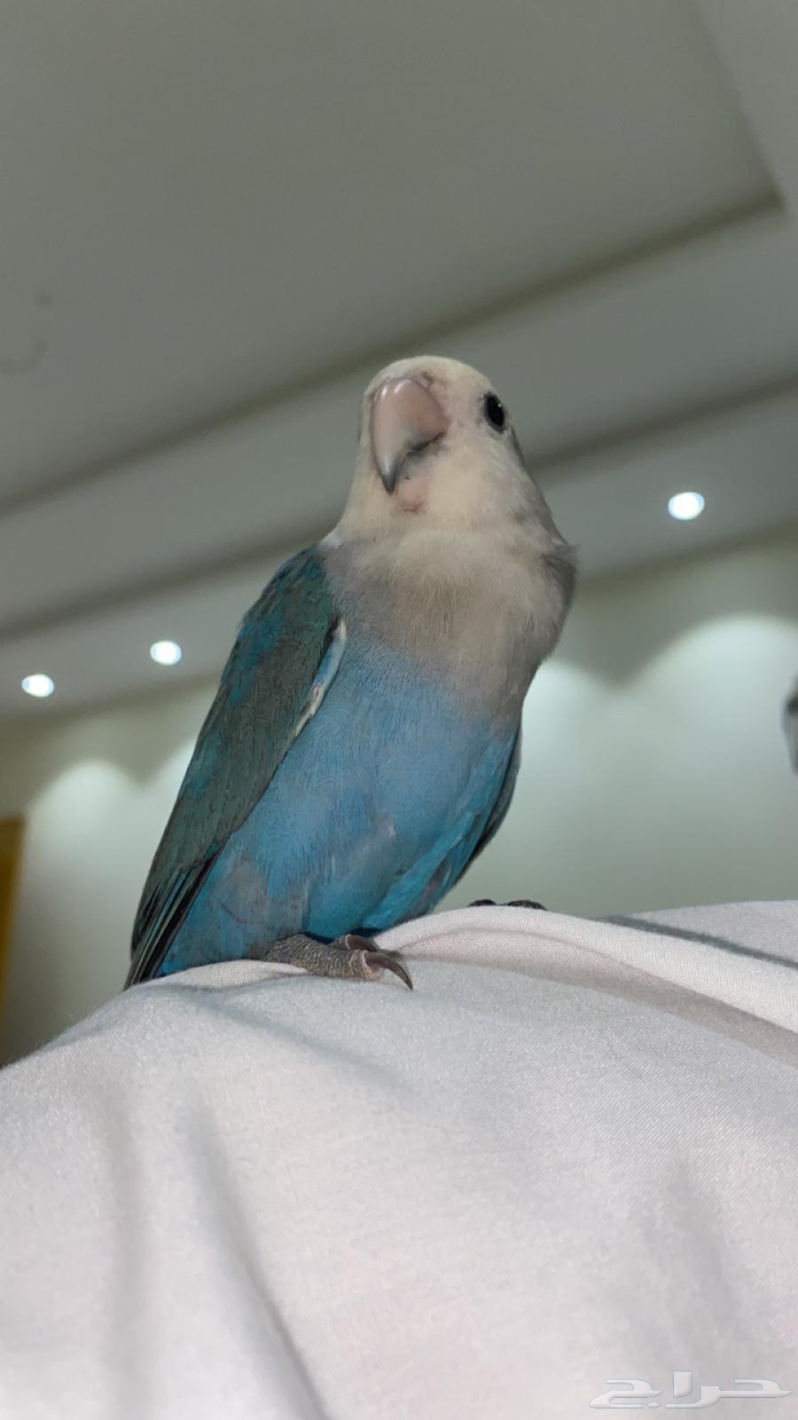 انباع انباع انباع63214163983745112