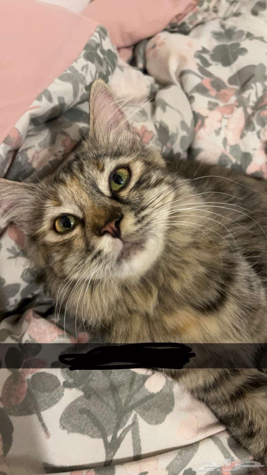 Cat63215567569795112