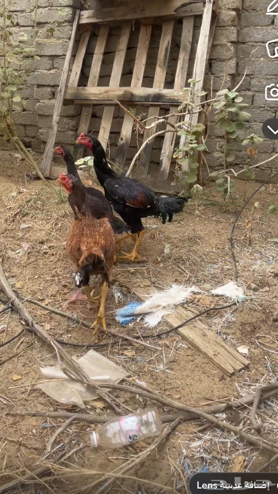 Authentic Pakistani chicken, young Sindh chickens63214168139523111