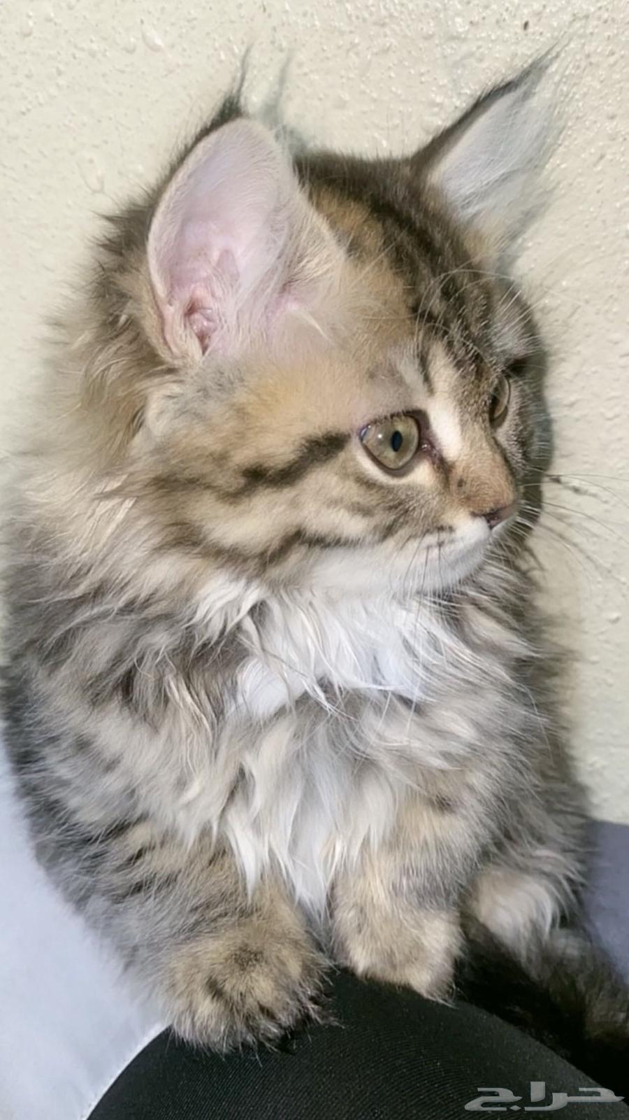 A two-month-old gray female Shirazi kitten for sale, 1500 SAR63259421700483111