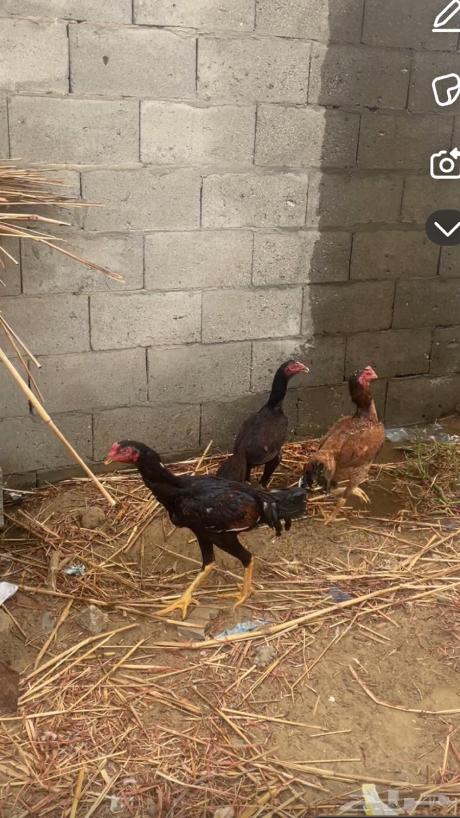 Authentic Pakistani chicken, young Sindh chickens63214168139523112
