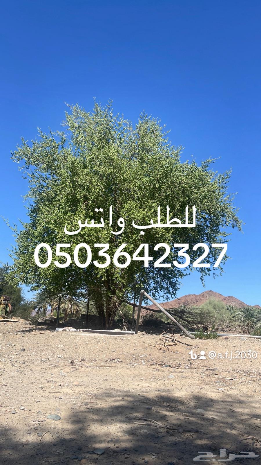 سدر بلدي وحنا مديني63213649399555113