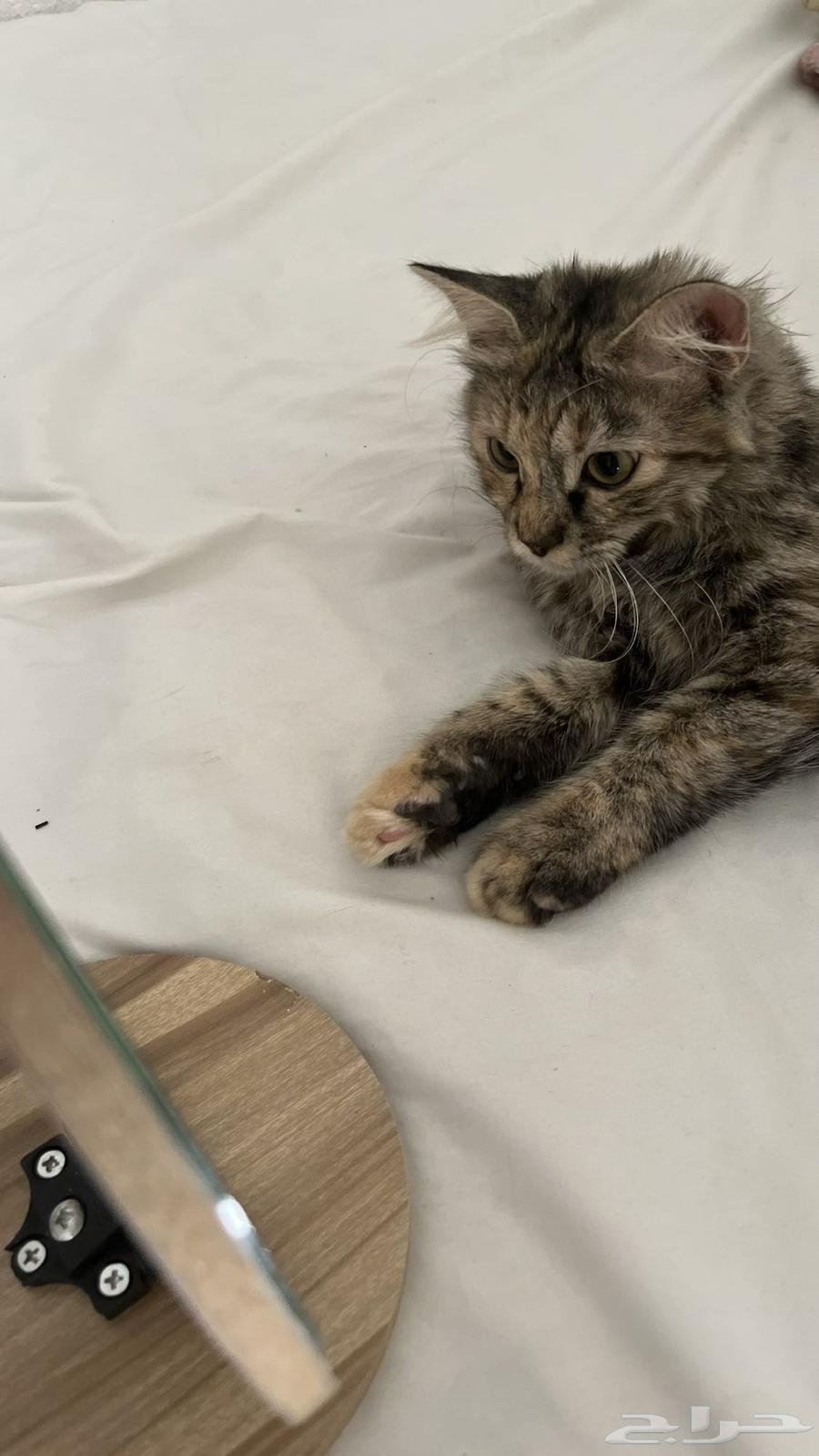 Cat63215567569795111