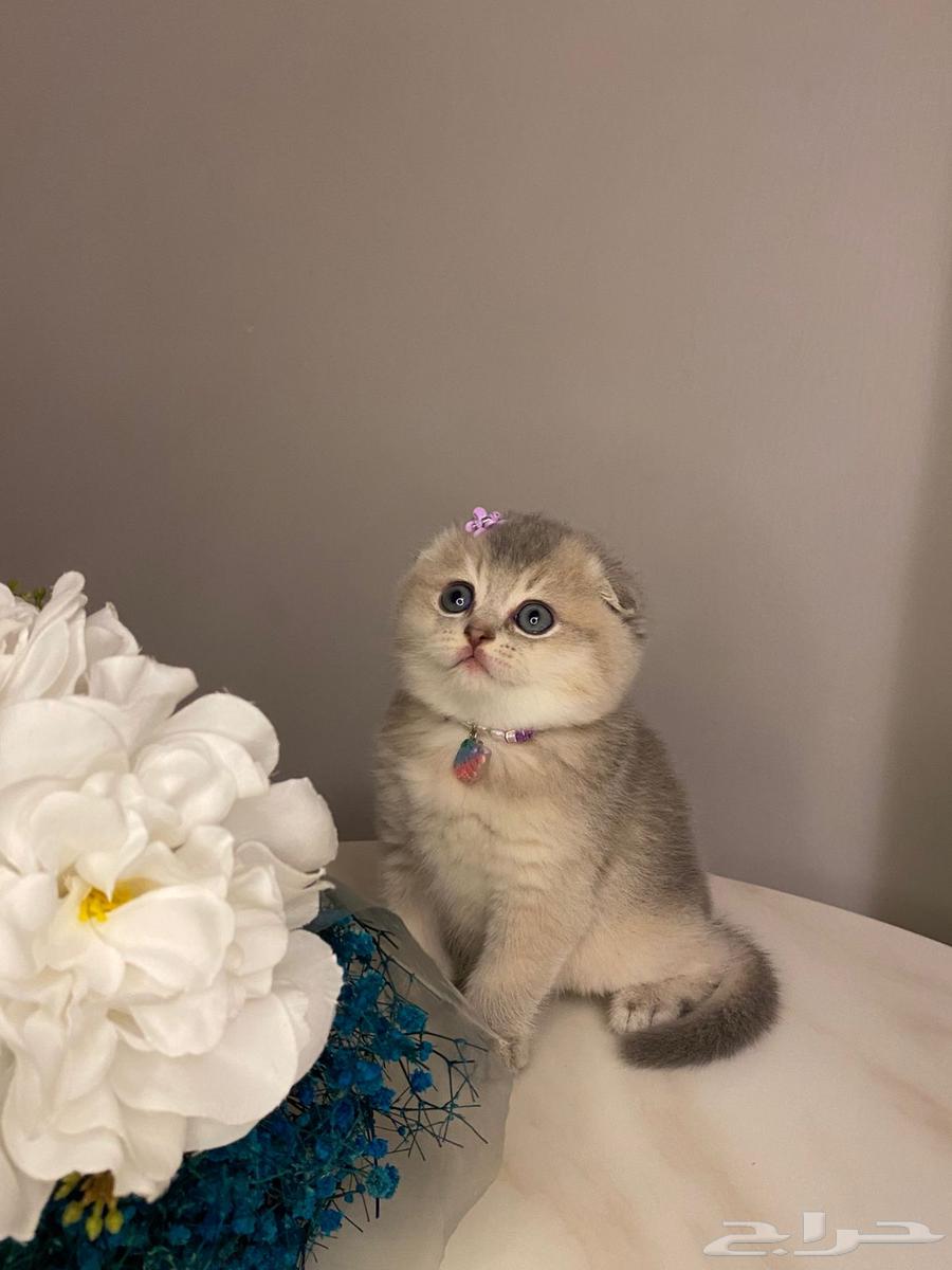 Pure Scottish Fold kittens for sale63215596731779111