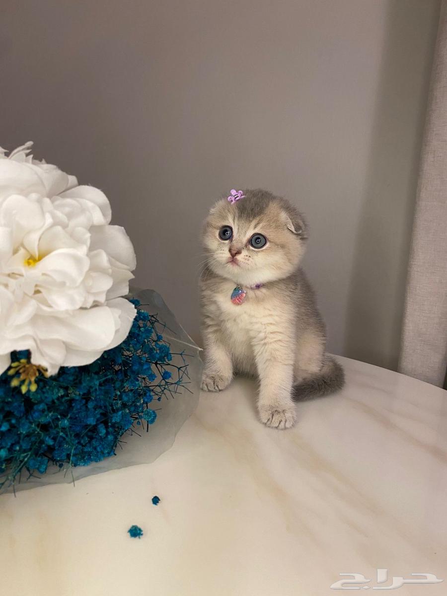 Pure Scottish Fold kittens for sale63215596731779112
