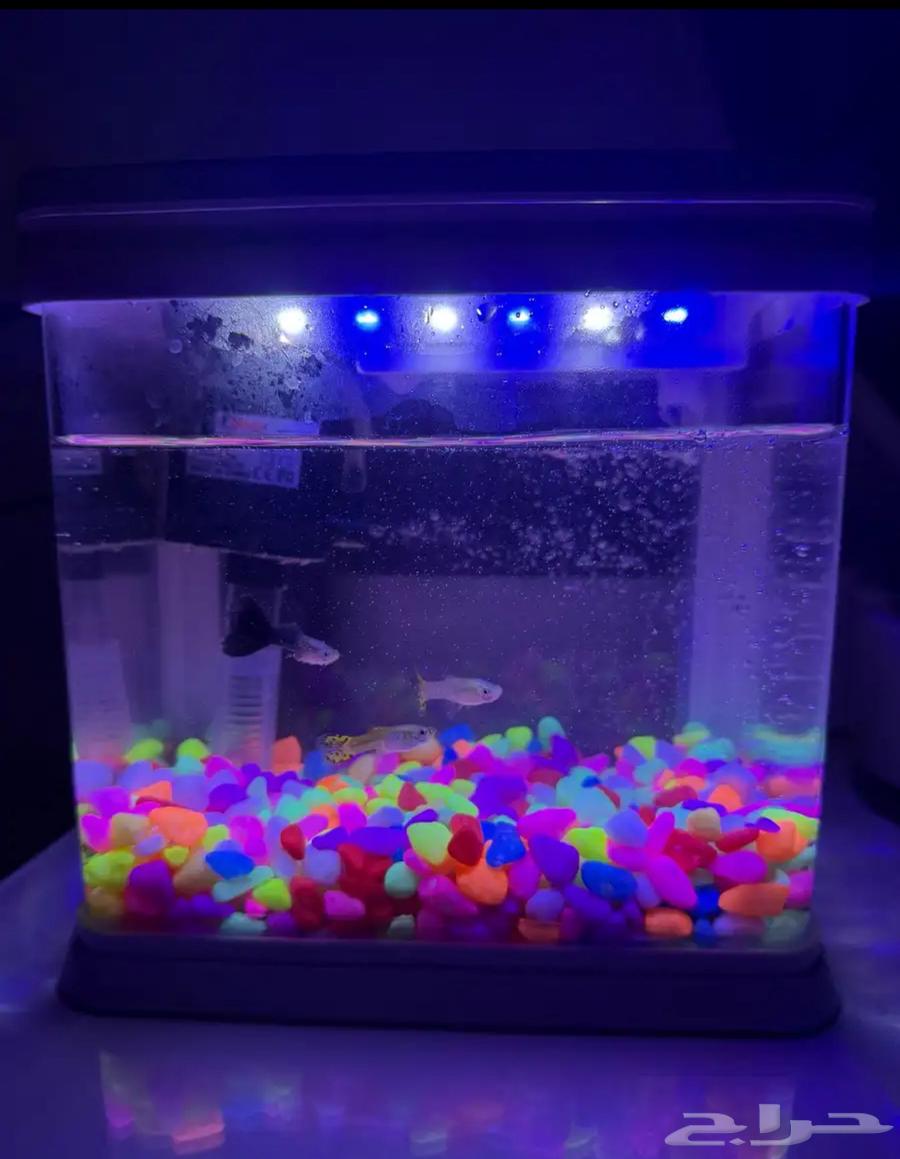 Fish tank63216096090753112