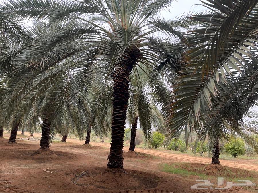 Date palms for sale, 4 meters and above. Contact via WhatsApp only.63215585901315110
