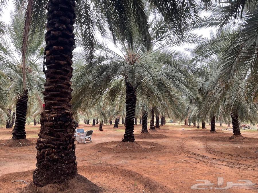 Date palms for sale, 4 meters and above. Contact via WhatsApp only.63215585901315112