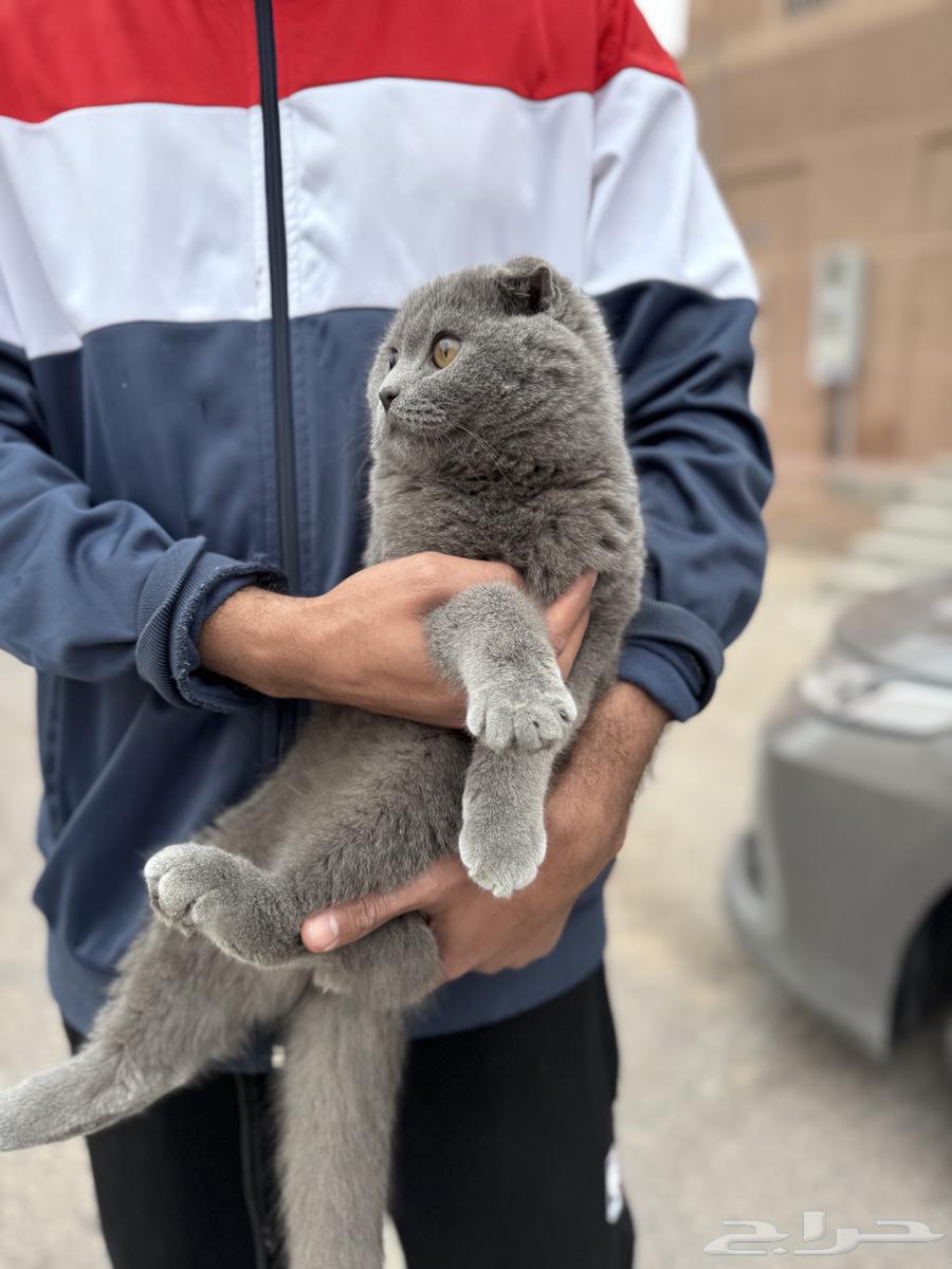 For sale, pure Scottish Fold cat63215600072450111