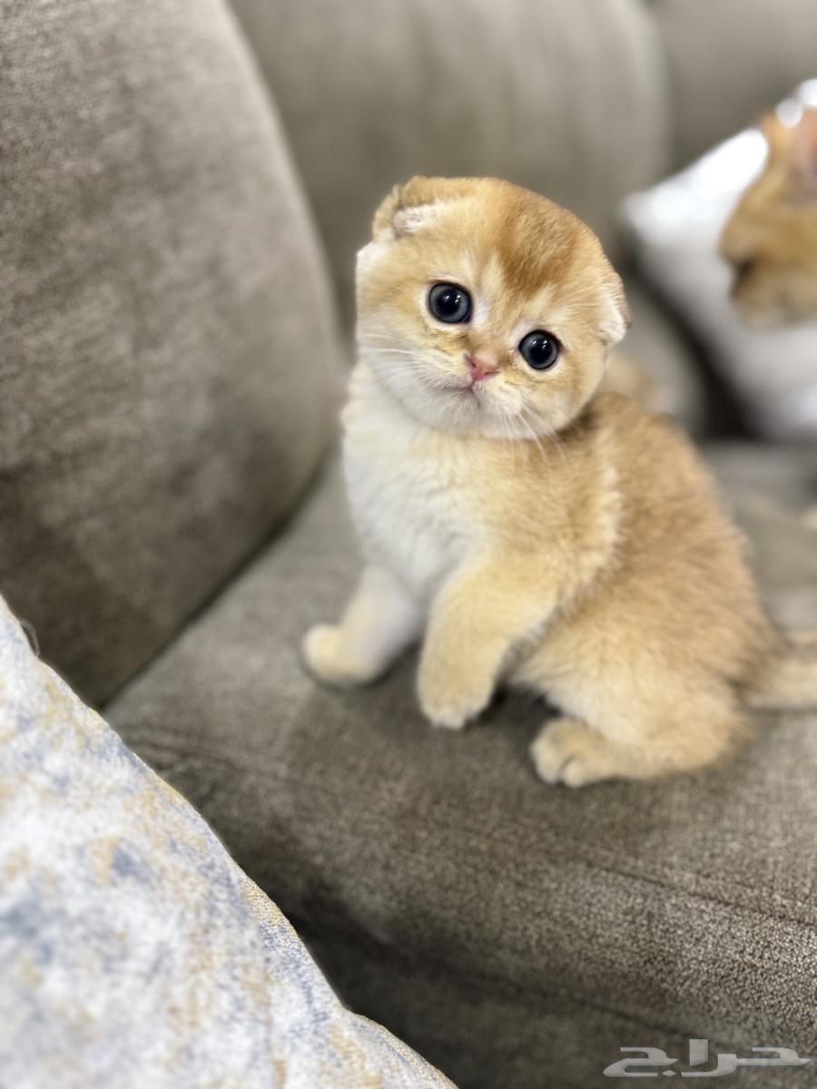 3-month-old Scottish Fold and Street kittens for sale63216580921858114