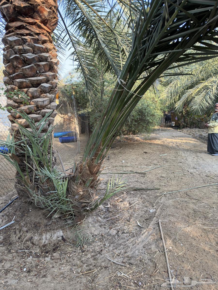 فسايل و نخيل (إخلاص ) مثمرة.63213645541379114