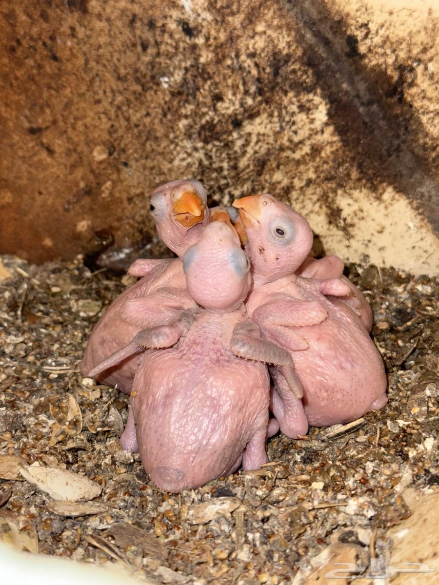 Parrot pigeon valley632151114101791129