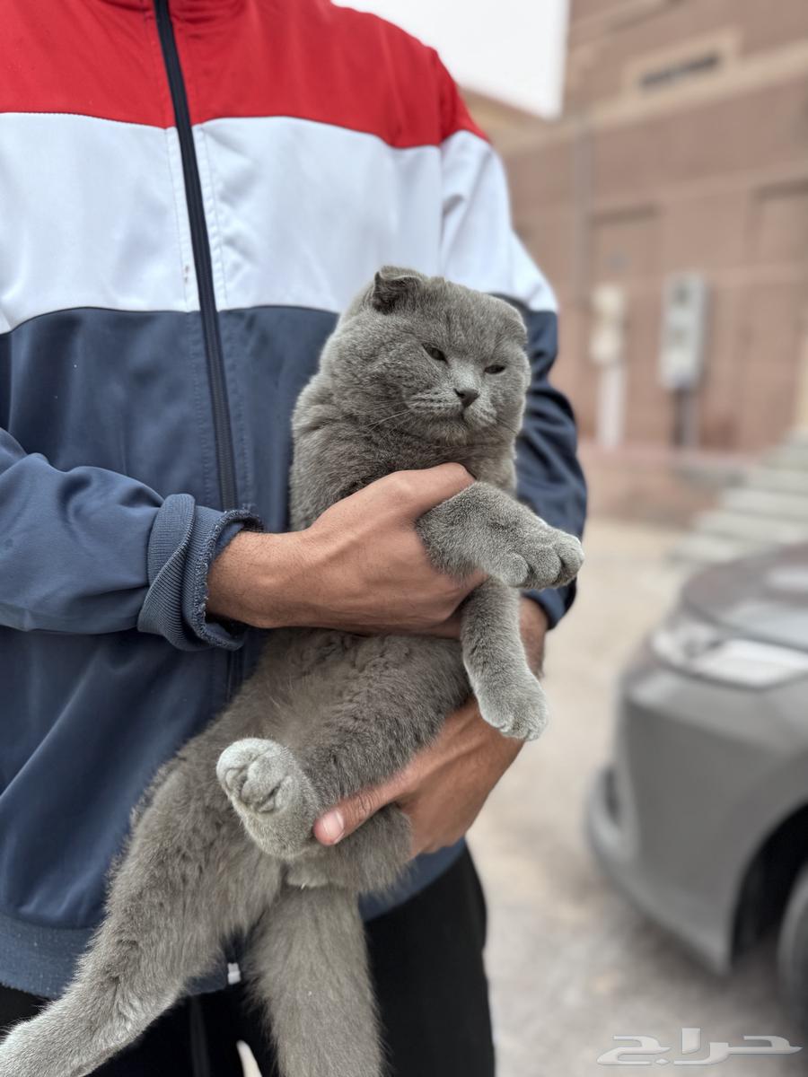 For sale, pure Scottish Fold cat63215600072450112
