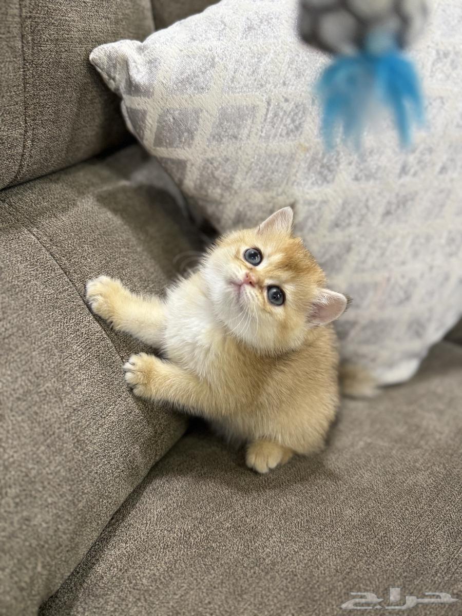3-month-old Scottish Fold and Street kittens for sale63216580921858112