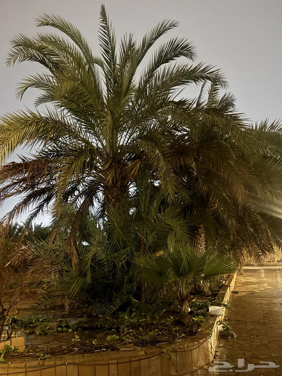 Palm trees for sale63221031710467112