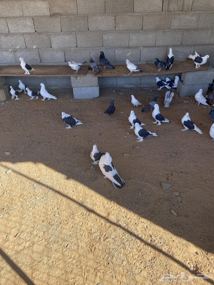 حمام زينه للبيع63214624577921112