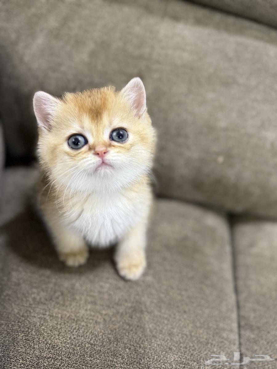 3-month-old Scottish Fold and Street kittens for sale63216580921858111