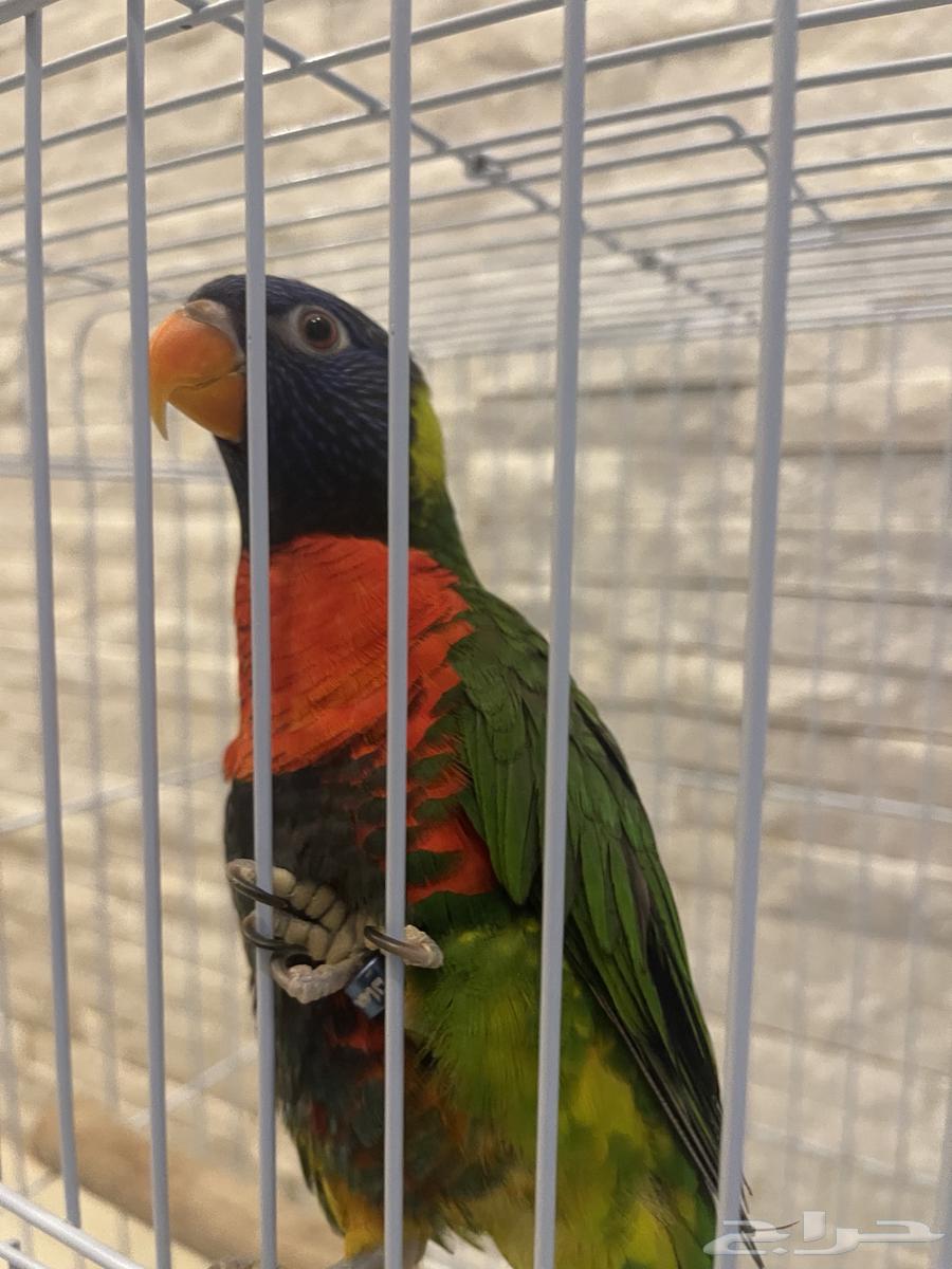 Parrot of the paper632151216372511128