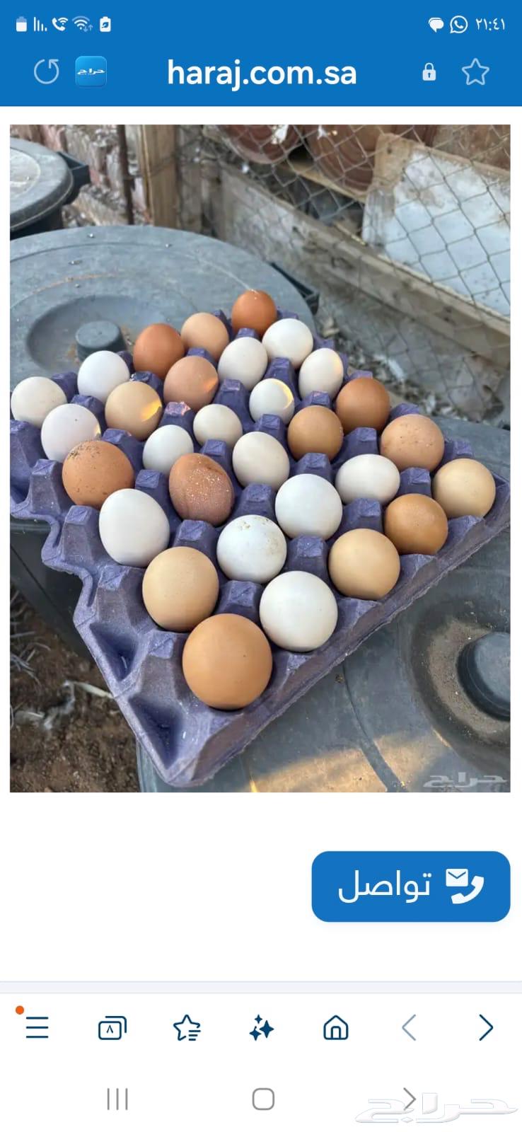بيض دجاج زينه63214631386881111