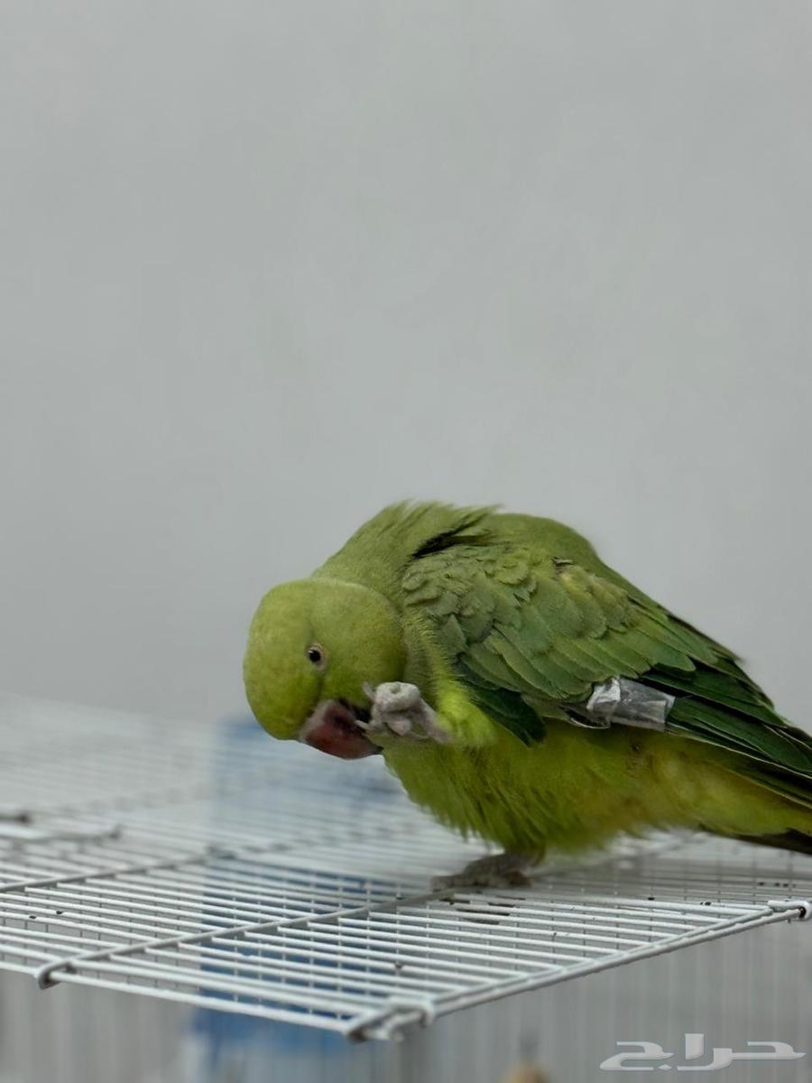 ببغاء دره هندي للبيع632383060313611127