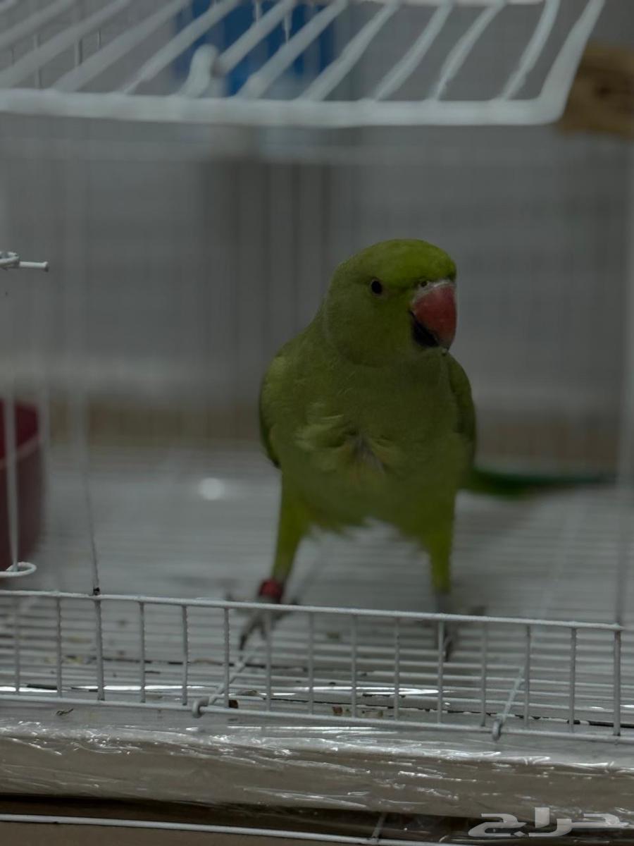ببغاء دره هندي للبيع63238306031361113