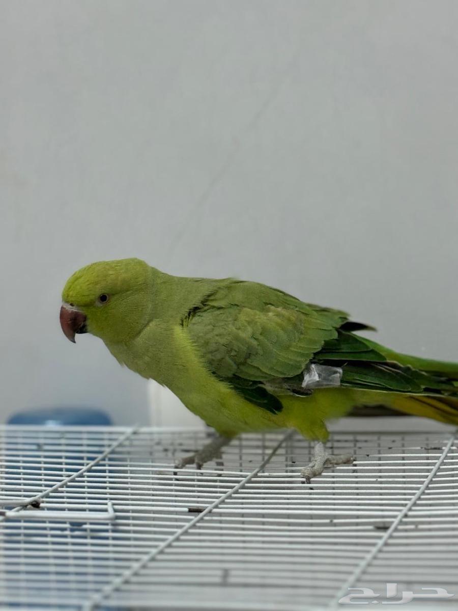 ببغاء دره هندي للبيع63238306031361112