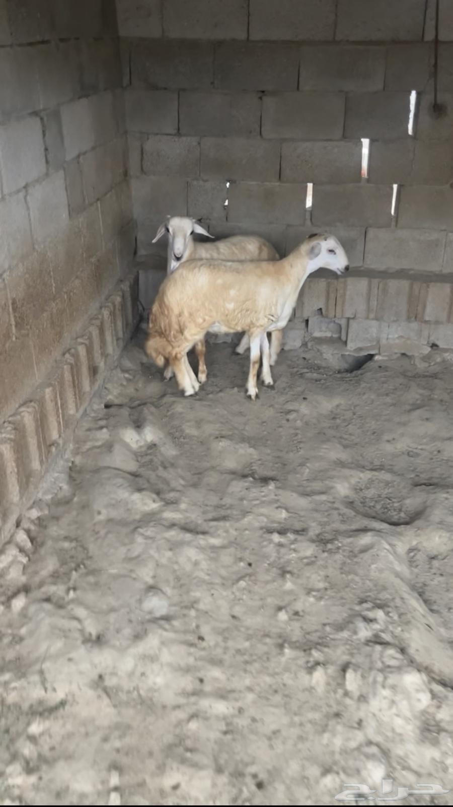 خرفان فل شحم( تم البيع)63212609085698111