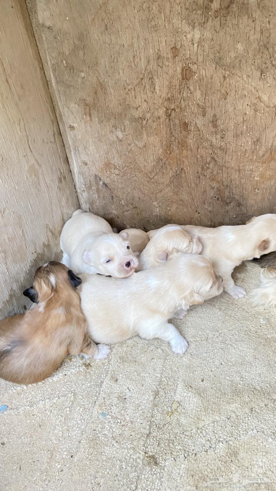 For sale: female Maltese dog with her puppies.63214171754755112
