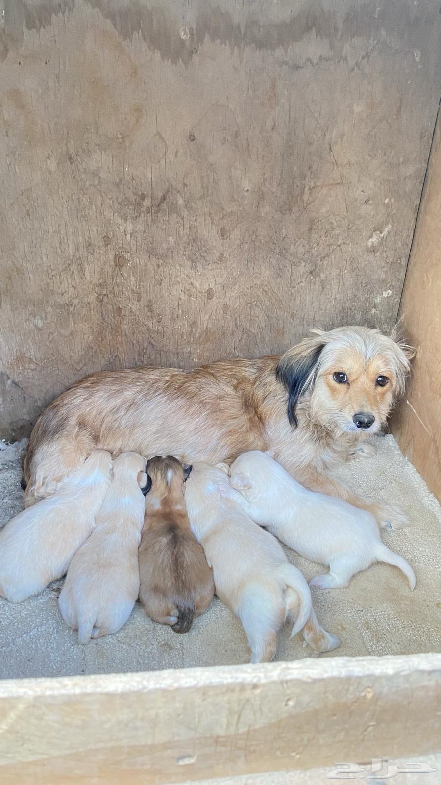 For sale: female Maltese dog with her puppies.63214171754755112