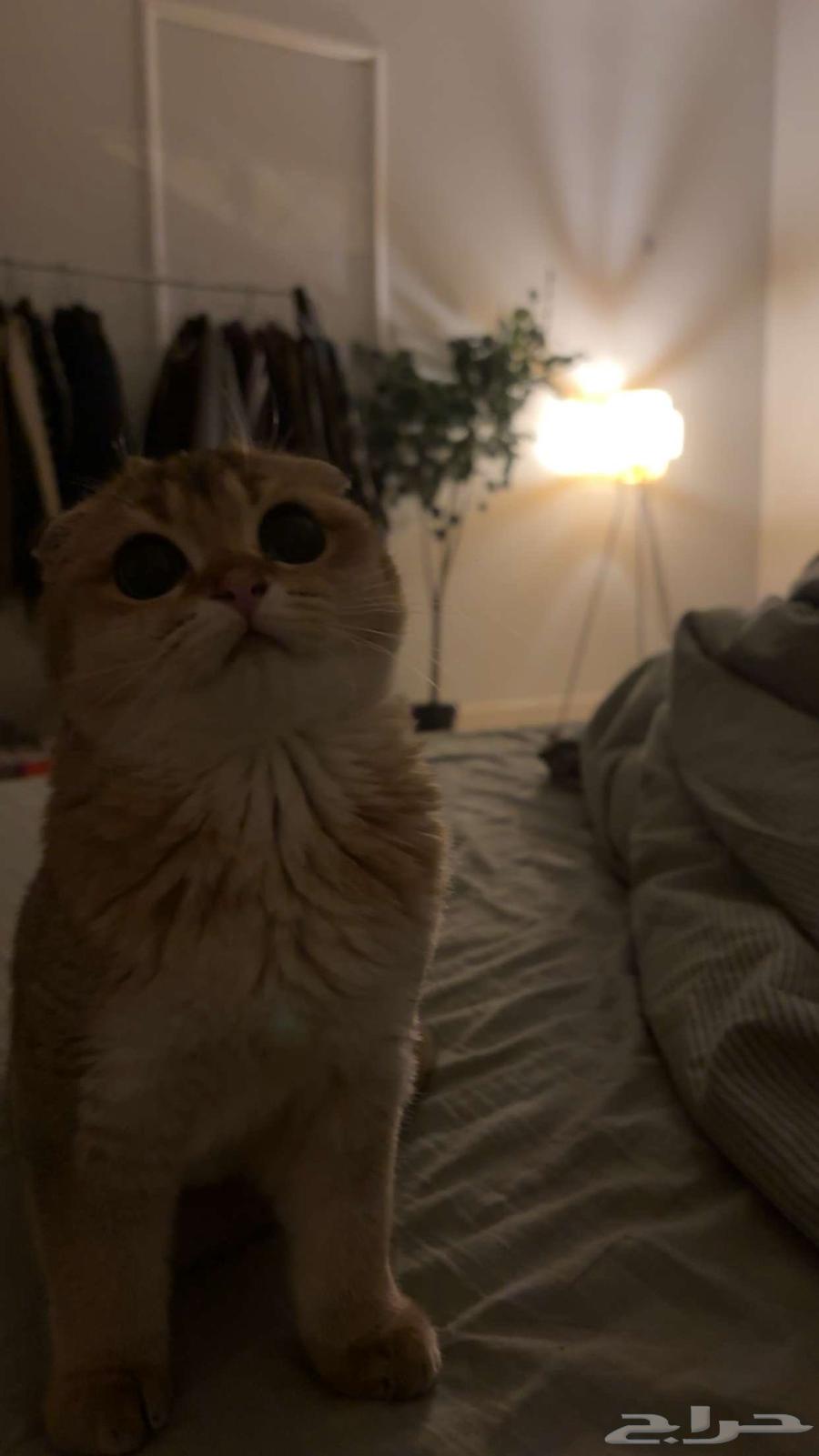 A female Scottish Fold golden cat for sale63213118708355110
