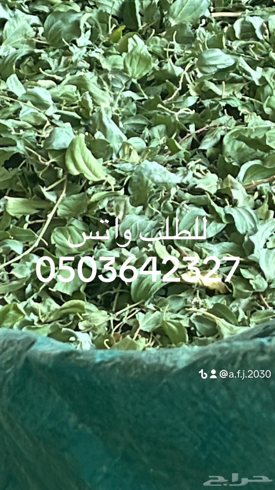 سدر بلدي وحناء مديني63213122882051113